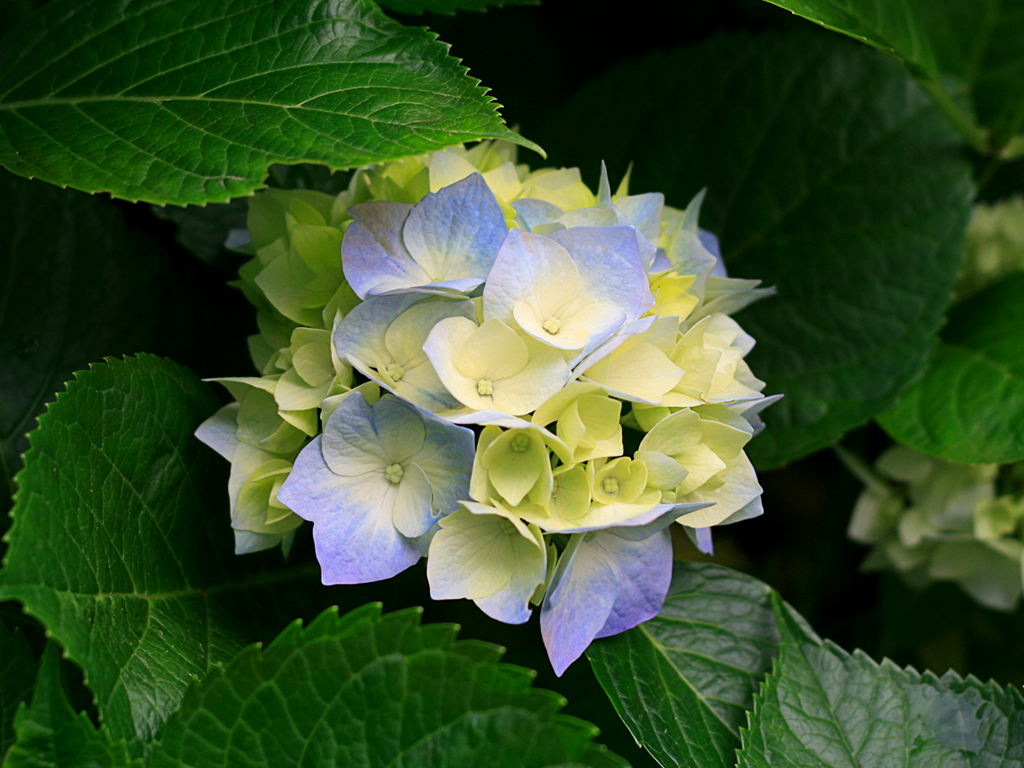 https://zurbuchen-chirurgien-swiss.surgery/wp-content/uploads/2014/12/Hydrangeas.jpg